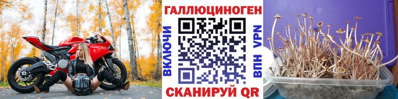 Галлюциногенные грибы Psilocybe  hydra онион  Чухлома 